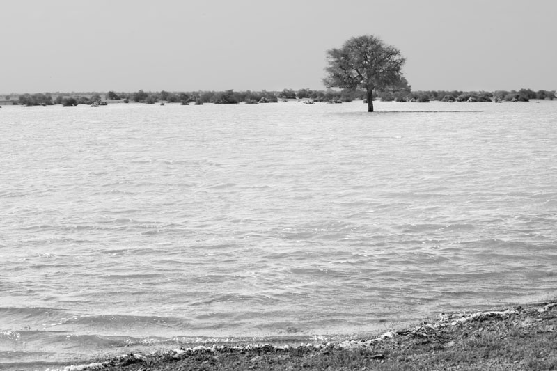 Nature-based solution for quenching thirst in the driest place of India - A view of Viprasar, a rainfed pond located in Thar Desert, Jaisalmer district, Rajasthan